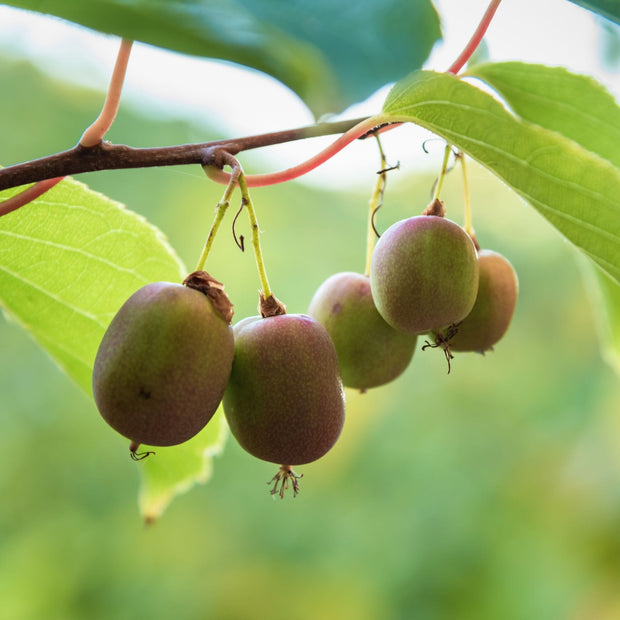 Hardy Kiwi Plant | Actinidia arguta var. purpurea (female) Soft Fruit
