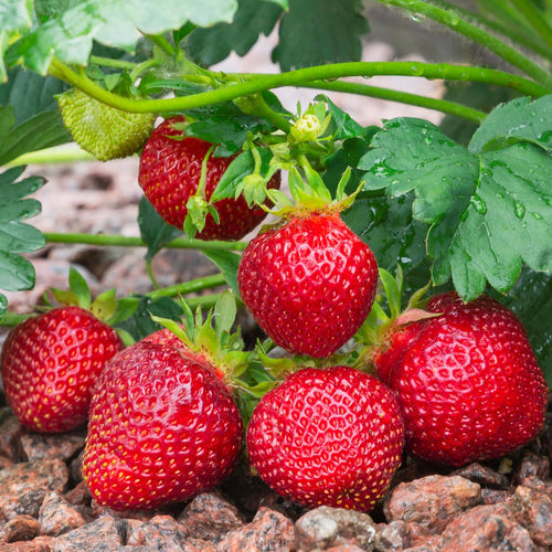'Elegance' Strawberry Plants Soft Fruit
