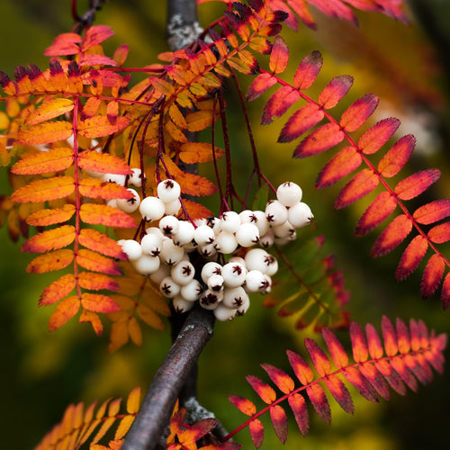 'White Wax' Rowan Tree | Sorbus arnoldiana Ornamental Trees