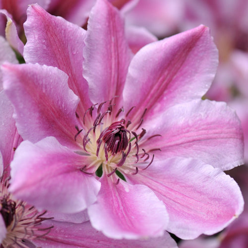 Clematis 'Nelly Moser' Climbing Plants