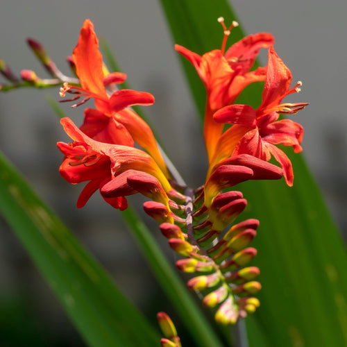 Crocosmia 'Lucifer' Perennial Bedding