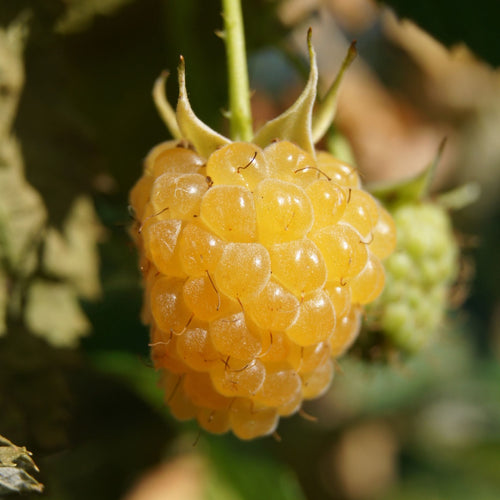 'All Gold' Raspberry Plants Soft Fruit