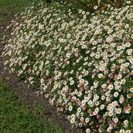 Erigeron 'Sea of Blossom' Perennial Bedding