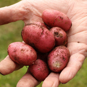 'Desiree' Maincrop Seed Potatoes Vegetables