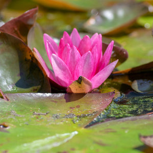 Magenta Water Lily | Nymphaea 'Vesuve' Pond Plants