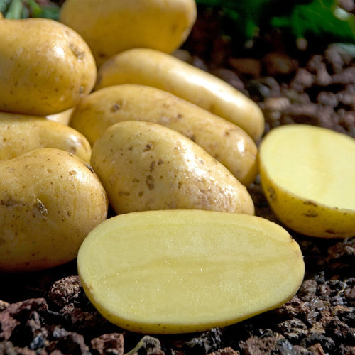 'Charlotte' Second Early Salad Seed Potatoes Vegetables