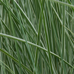 Miscanthus sinensis 'Morning Light' Perennial Bedding