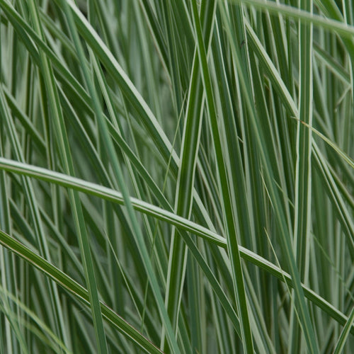Miscanthus sinensis 'Morning Light' Perennial Bedding