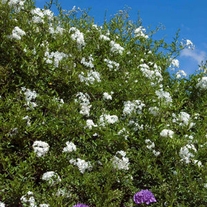 'Album' White Potato Vine | Solanum laxum Climbing Plants