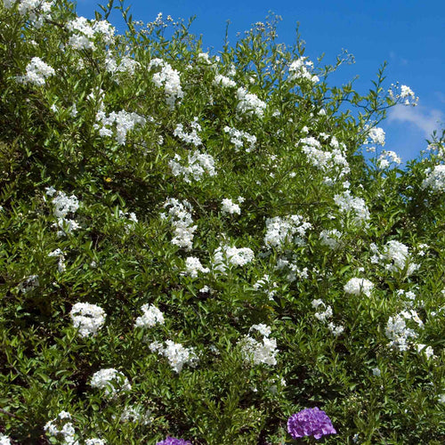 'Album' White Potato Vine | Solanum laxum Climbing Plants