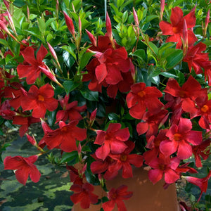 Mandevilla 'Sundaville Red' Climbing Plants