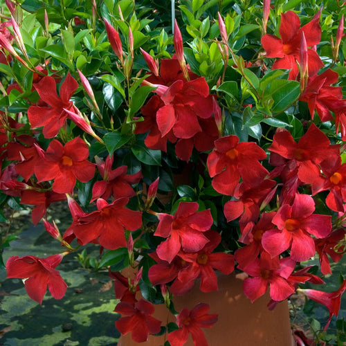 Mandevilla 'Sundaville Red' Climbing Plants