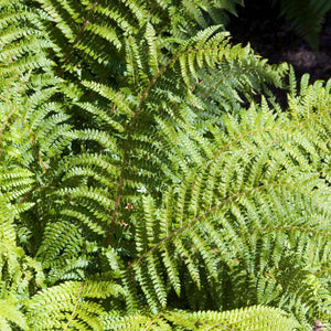 Japanese Tassel Ferns Pond Plants