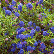 Ceanothus 'Concha' Climbing Plants