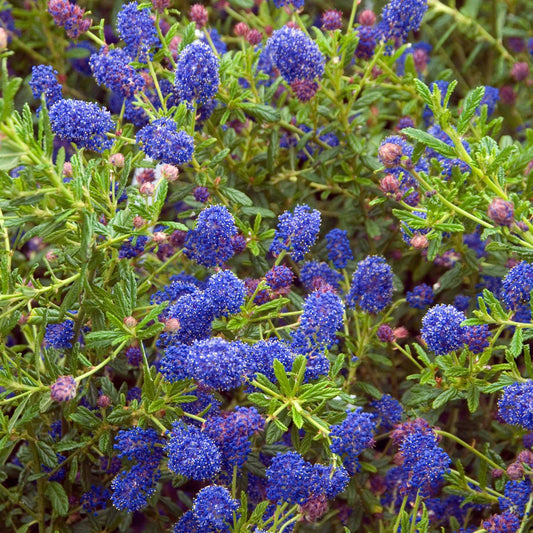 Ceanothus 'Concha' Climbing Plants