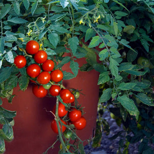 'Tumbling Tom Red' Tomato Plants Vegetables