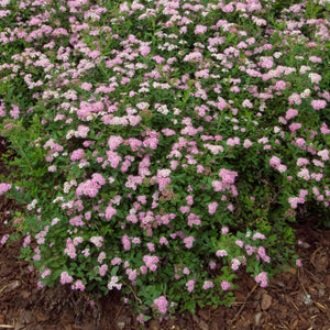 Spiraea japonica 'Little Princess' Shrubs