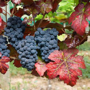 Teinturier Grape | Vitis vinifera 'Purpurea' Climbing Plants