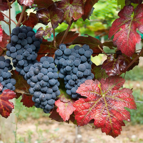 Teinturier Grape | Vitis vinifera 'Purpurea' Climbing Plants