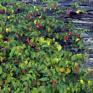Trailing Abutilon | Abutilon megapotamicum Climbing Plants