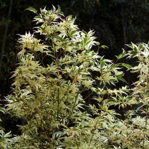 Japanese Maple Tree | Acer palmatum 'Butterfly' Ornamental Trees