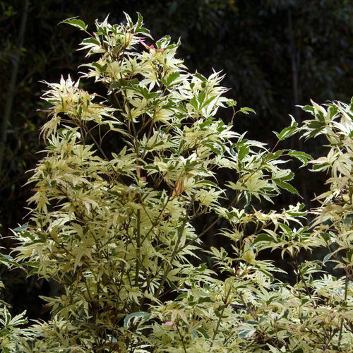 Japanese Maple Tree | Acer palmatum 'Butterfly' Ornamental Trees