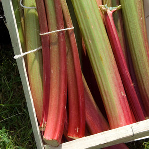 'Goliath' Rhubarb Plant Soft Fruit