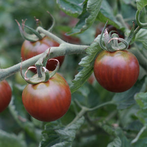 'Chocolate Cherry' Tomato Plant Vegetables