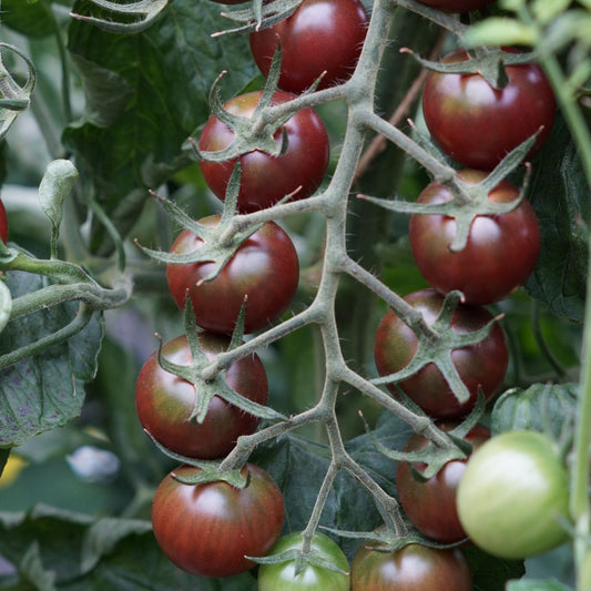'Chocolate Cherry' Tomato Plant Vegetables