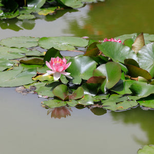 Large Pink Water Lily | Nymphaea 'Rose Arey' Pond Plants
