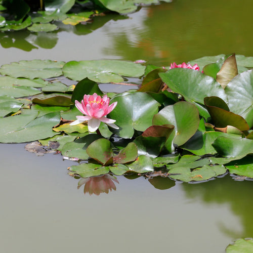 Large Pink Water Lily | Nymphaea 'Rose Arey' Pond Plants