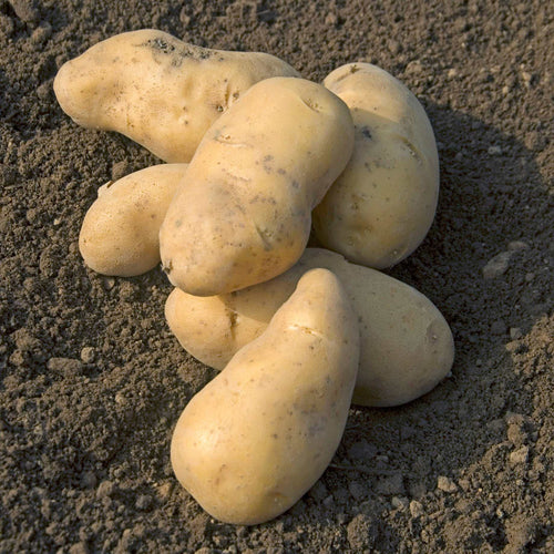 'Charlotte' Second Early Salad Seed Potatoes Vegetables