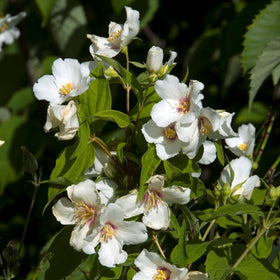 Philadelphus 'Belle Etoile' Shrubs