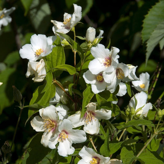 Philadelphus 'Belle Etoile' Shrubs