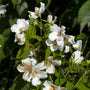 Philadelphus 'Belle Etoile' Shrubs