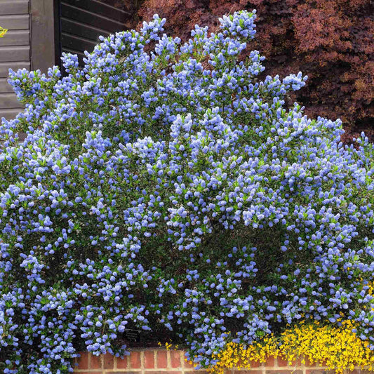 Ceanothus 'Skylark' Shrubs