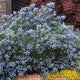 Ceanothus 'Skylark' Shrubs