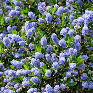 Ceanothus 'Skylark' Shrubs