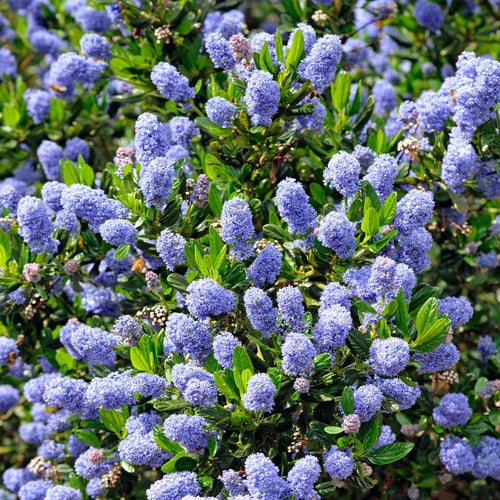 Ceanothus 'Skylark' Shrubs