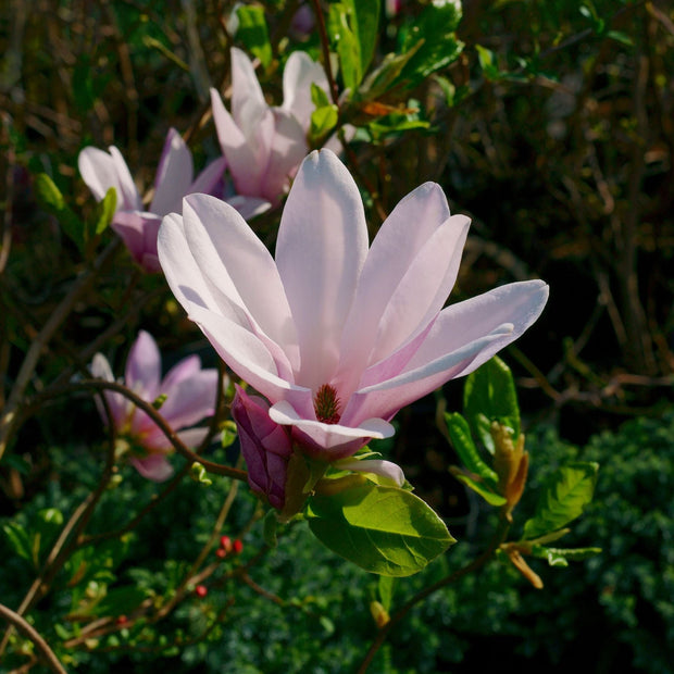 Magnolia 'George Henry Kern' Shrubs