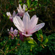 Magnolia 'George Henry Kern' Shrubs
