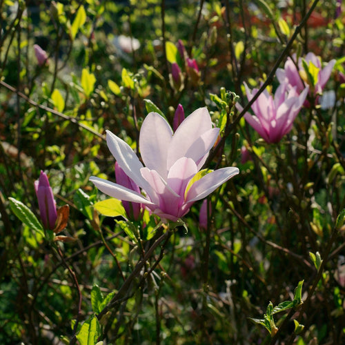 Magnolia 'George Henry Kern' Shrubs