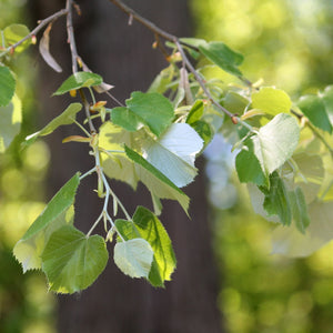 Silver Lime Tree | Tilia tomentosa Ornamental Trees