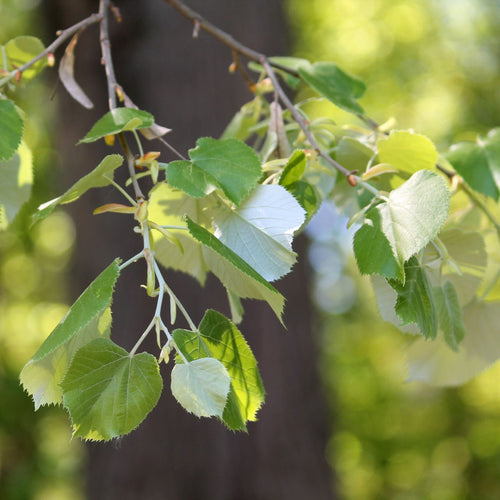 Silver Lime Tree | Tilia tomentosa Ornamental Trees
