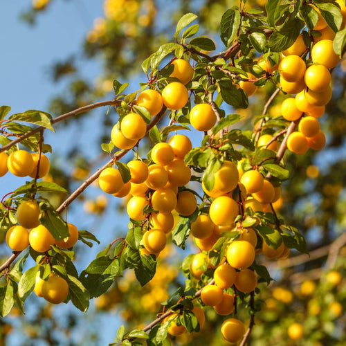 'Mirabelle Golden Sphere' Plum Tree Fruit Trees