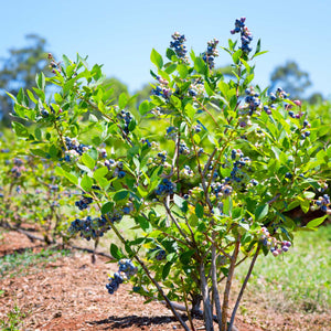 'Herbert' Blueberry Bush Soft Fruit