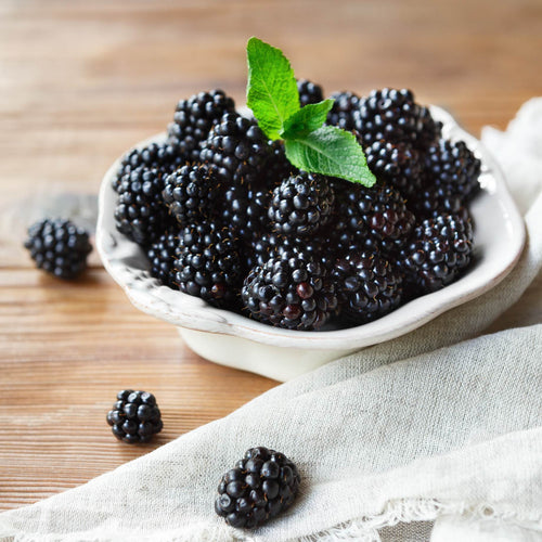 Patio Blackberry Plant | Rubus fruticosus 'Tiny Black' Soft Fruit