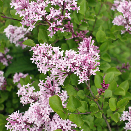 Patio Lilac Tree | Syringa meyeri 'Palibin' Shrubs