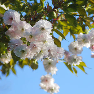 'Blushing Bride' Cherry Blossom Tree | Prunus 'Shogetsu' Ornamental Trees