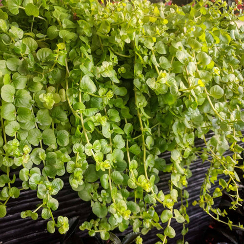 Golden Creeping Jenny | Lysimachia nummularia 'Aurea' Pond Plants
